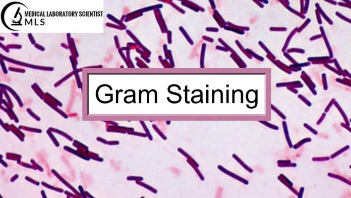 Gram Staining : Preparation of Reagents, Procedure, Results ...