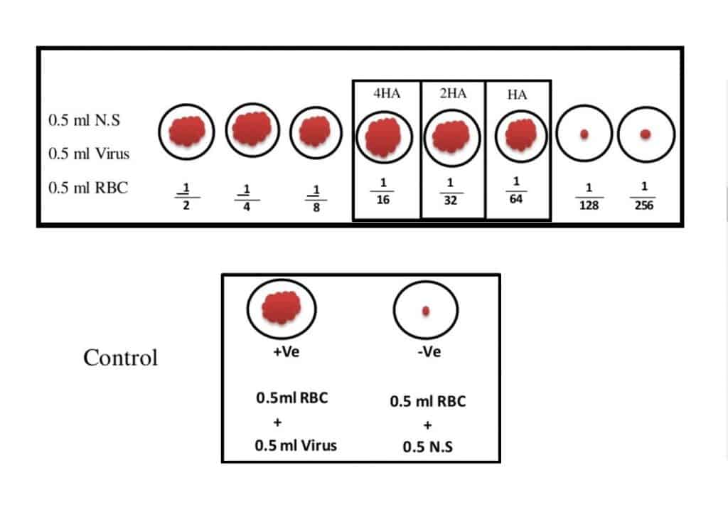 Haemagglutination Results