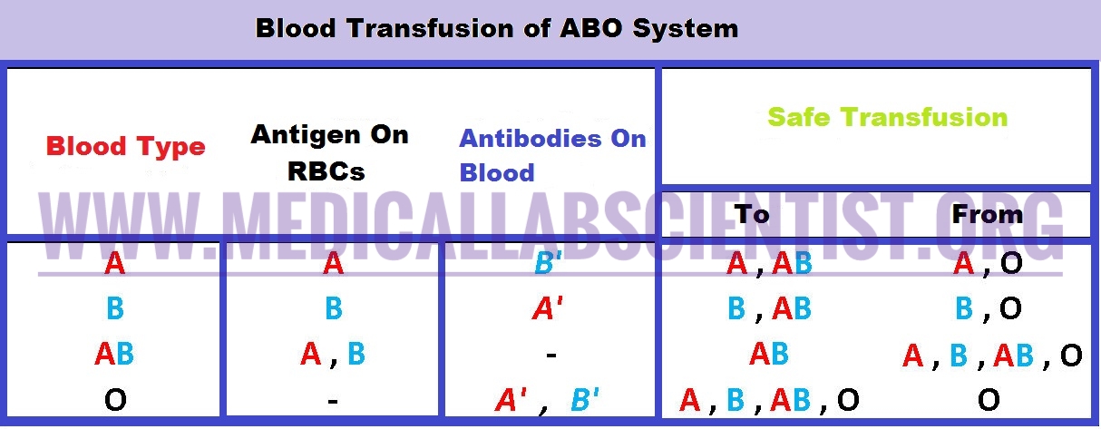 ABO Blood System