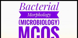 Microbiology MCQs: Morphology of Bacteria
