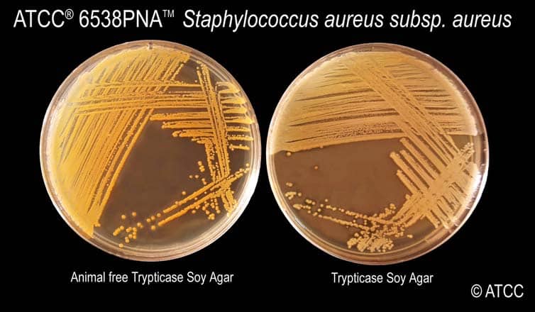 Staphylococcus Aureus on Tryptic Soy Agar