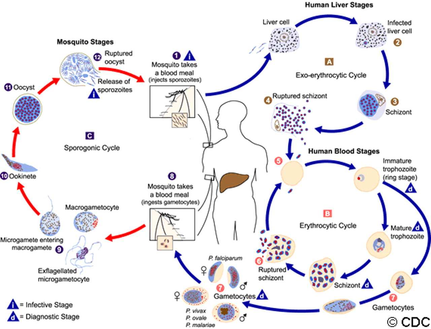 Malarial Asexual & Sexual Life Cycle