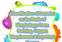 Classification of Bacteria: on the Basis of Morphology, Gram Staining, Oxygen Requirement & Important Groups