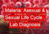 Malaria: Asexual & Sexual Life Cycle , Laboratory Diagnosis