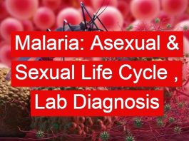 Malaria: Asexual & Sexual Life Cycle , Laboratory Diagnosis