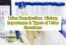 Urine Examination: History, Importance & Types of Urine Specimen
