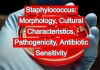 Staphylococcus: Morphology, Cultural Characteristics, Pathogenicity, Antibiotic Sensitivity