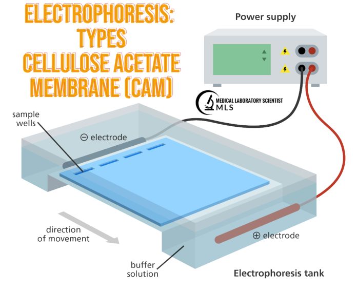 ELECTROPHORESIS- Types- Cellulose Acetate Membrane-CAM