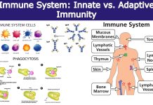 Immune System Innate vs. Adaptive Immunity
