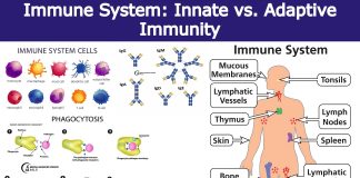 Immune System Innate vs. Adaptive Immunity