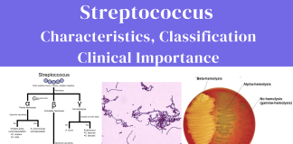 Streptococcus Characteristics, Classification and Clinical Importance